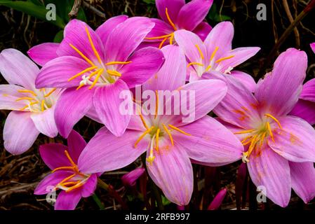 Storm Lilly, Zephyranthes minuta, culture, Malanda, Australie. Banque D'Images