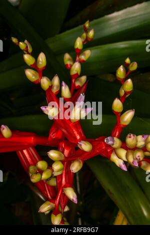 Broméliade Aechmea Flowerhead, rouge, jaune bleu, cultivé, Malanda, Australie. Banque D'Images