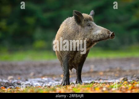 Sanglier solitaire (sus scrofa) truie / femelle fourrage dans la forêt d'automne Banque D'Images