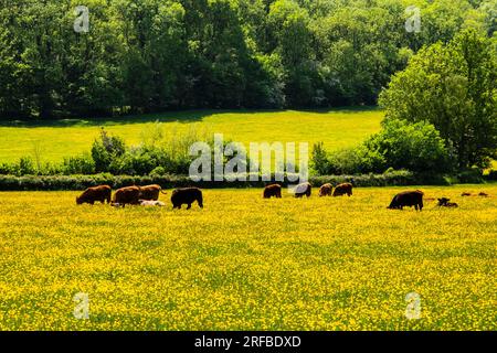 Le bétail Hereford broute dans un champ de fleurs jaunes Buttercup dans la Golden Valley en été. Peterchurch, Herefordshire, Angleterre, Royaume-Uni, Grande-Bretagne Banque D'Images