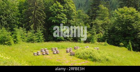 Ruches avec des abeilles dans les ruchers à la périphérie de la forêt Banque D'Images