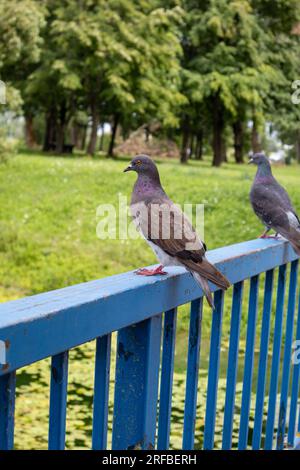 Deux pigeons sur une clôture métallique bleue Banque D'Images