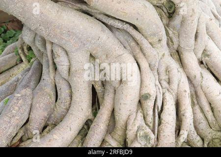 Racine d'arbre Adenium arabicum sur pépinière pour vendre Banque D'Images