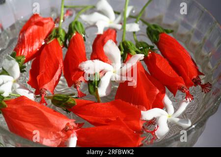 Hibiscus chinois rouge coke avec fleurs blanches de jasmin dans un bol en verre : (pix Sanjiv Shukla) Banque D'Images