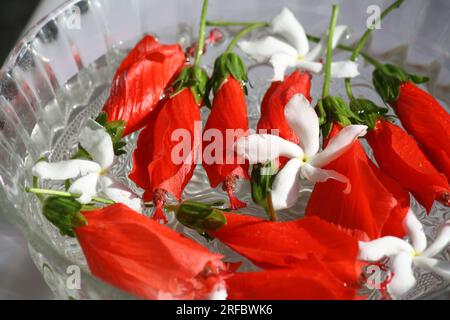 Hibiscus chinois rouge coke avec fleurs blanches de jasmin dans un bol en verre : (pix Sanjiv Shukla) Banque D'Images