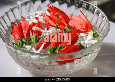 Hibiscus chinois rouge coke avec fleurs blanches de jasmin dans un bol en verre : (pix Sanjiv Shukla) Banque D'Images