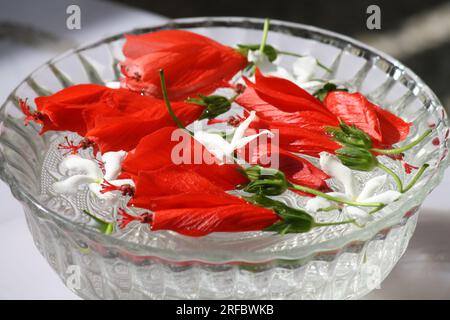 Hibiscus chinois rouge coke avec fleurs blanches de jasmin dans un bol en verre : (pix Sanjiv Shukla) Banque D'Images