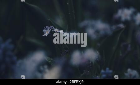 Une fermeture de la photographie de Forget-me-Nots poussant dans un jardin. Banque D'Images