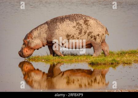 Un hippopotame solitaire marchant sur l'eau avec un reflet symétrique au parc national d'Amboseli, au Kenya Banque D'Images