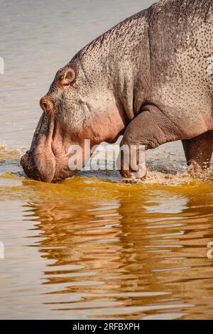 Un hippopotame solitaire marchant sur l'eau avec un reflet symétrique au parc national d'Amboseli, au Kenya Banque D'Images