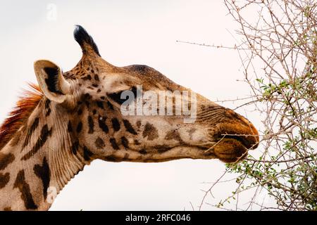 Une tête de girafe masaï sortant des buissons du parc national d'Amboseli, au Kenya Banque D'Images