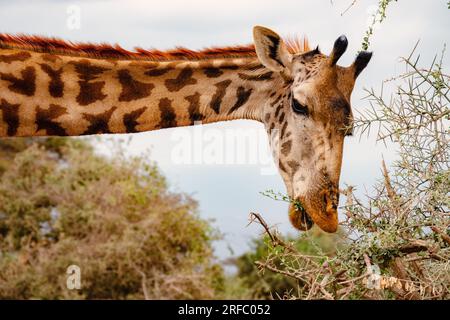 Une tête de girafe masaï sortant des buissons du parc national d'Amboseli, au Kenya Banque D'Images