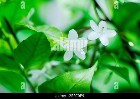 Andaman Satinwood, China Box Tree ou Chinese Box Wood ou Orange Jessamine ou rutaceae ou murraya paniculata fleur ou fleur blanche Banque D'Images