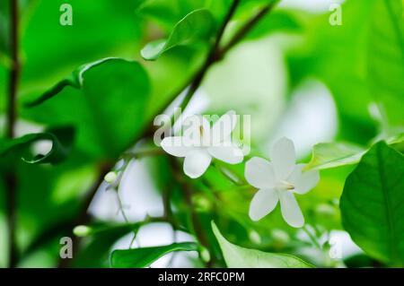 Andaman Satinwood, China Box Tree ou Chinese Box Wood ou Orange Jessamine ou rutaceae ou murraya paniculata fleur ou fleur blanche Banque D'Images