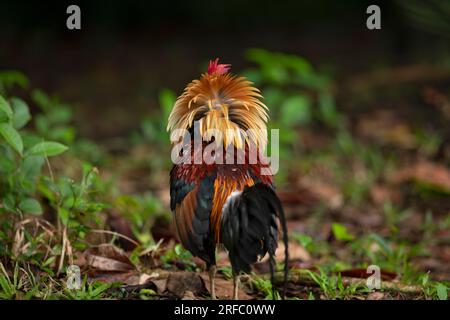 Coq de junglefowl rouge ruinant ses plumes tout en se nourrissant à la lisière d'une forêt de mangroves, Singapour Banque D'Images