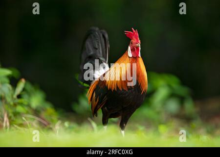 Coq de junglefowl rouge à la recherche sur le bord d'une forêt de mangroves, Singapour Banque D'Images