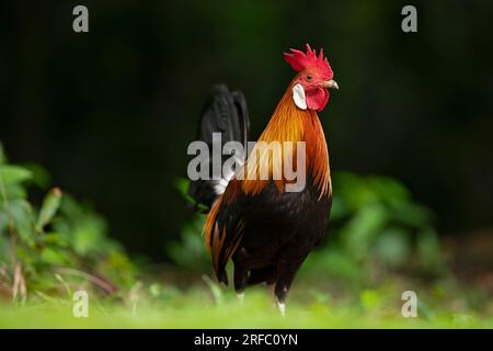 Coq de junglefowl rouge à la recherche sur le bord d'une forêt de mangroves, Singapour Banque D'Images