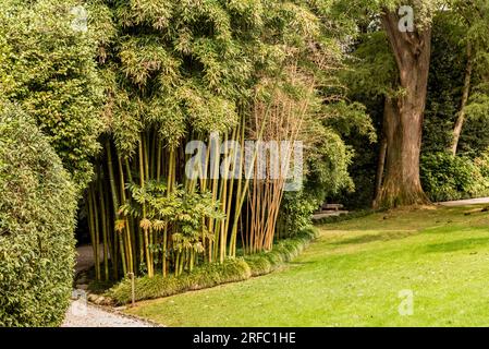 Le jardin botanique de l'Isola Madre sur le lac majeur, Stresa, Verbania, Italie Banque D'Images