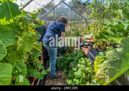 Femme arrosant des plants de melon, de tomate et de cucmber poussant dans sa serre. Banque D'Images