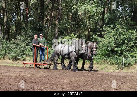 deux gros chevaux de trait noirs avec de beaux litiers tirent un traîneau au-dessus d'un champ lors d'un événement agricole historique en hollande Banque D'Images