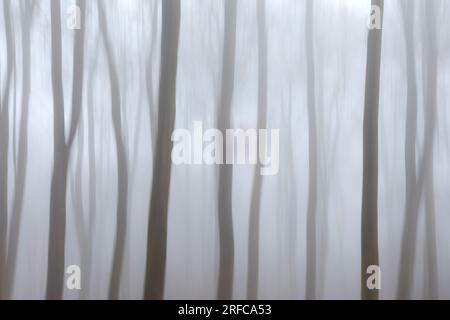 Mouvement intentionnel de la caméra, arbres dans la brume, Réserve naturelle de Beechwoods Banque D'Images