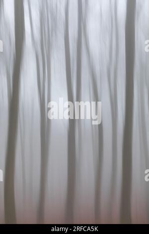 Mouvement intentionnel de la caméra, arbres dans la brume, Réserve naturelle de Beechwoods Banque D'Images