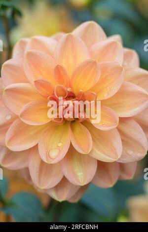 Fleur de Dahlia couleur pêche Banque D'Images