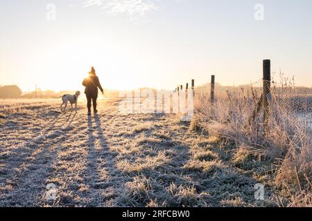 Chien marcheur sur un matin d'hiver glacial à Dernford Reservoir, Sawston, Cambridgeshire Banque D'Images