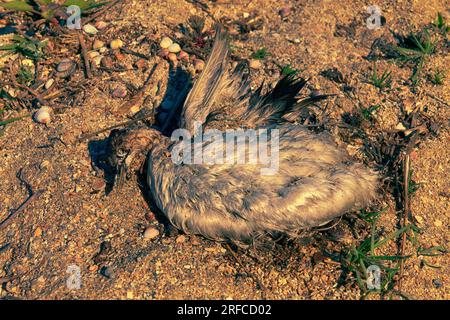 Ces oiseaux sont morts sur le lac Sivash lors de la migration d'automne 2022 (photographie de printemps) de la grippe aviaire. Grebe à col noir (Podiceps caspicus) Banque D'Images