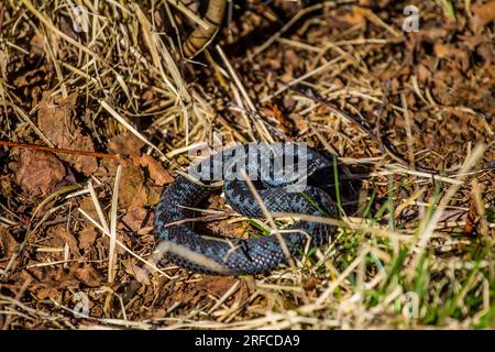 Polymorphisme de la couleur animale. Une forme intermédiaire rare de coloration additive (Vipera berus) du noir au morphe clair. Europe du Nord-est Banque D'Images