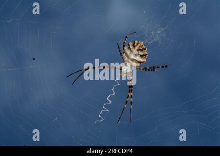 Araignée argiope lobata et toile Banque D'Images