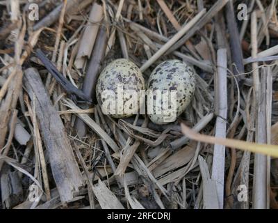 La sterne commune (Sterna hirundo) niche dans les marais du nord (tourbière de terrassement). Plateau bordé de catoptrique à feuilles étroites (Typha angustifolia) et Banque D'Images