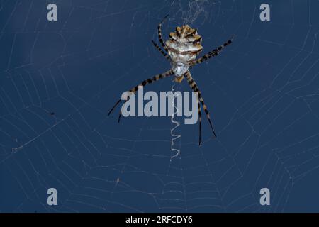 Araignée argiope lobata et toile Banque D'Images