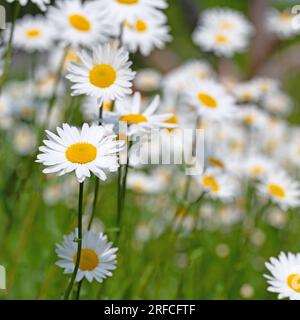 Marguerites fleuries, Leucanthemum, au printemps Banque D'Images