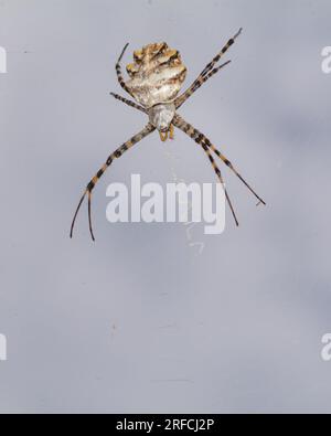 Araignée argiope lobata et toile Banque D'Images