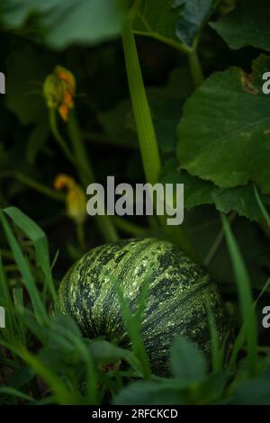 Fruits de citrouille non mûrs poussant dans le potager, ferme, champ agricole. Banque D'Images