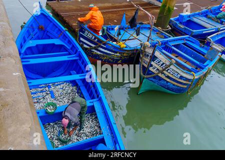 Essaouira, Maroc - 07 avril 2023 : scène lever de soleil du port de pêche, avec des pêcheurs en bateau chargés de sardines, à Essaouira (Mogador), Maroc Banque D'Images