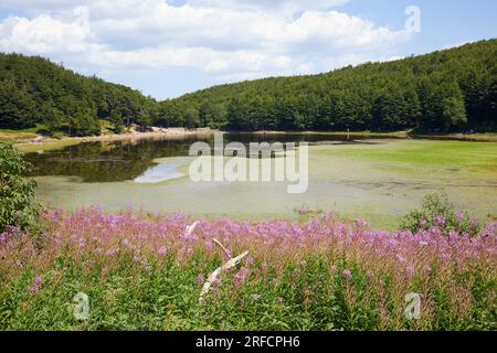 Lac Baccio dans les Apennins Emiliens toscans, Italie Banque D'Images