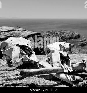 Têtes de crâne de mouton, île d'Andros, Grèce, Europe du Sud Banque D'Images