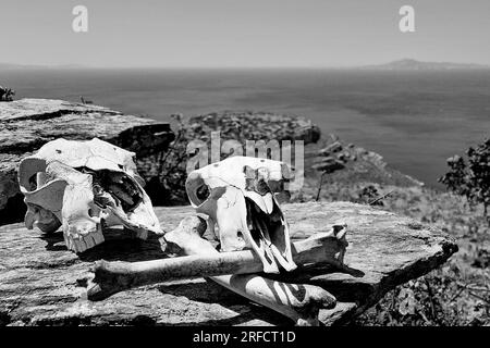 Têtes de crâne de mouton, île d'Andros, Grèce, Europe du Sud Banque D'Images