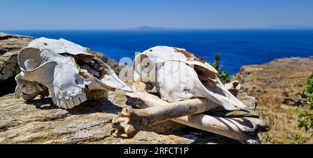 Têtes de crâne de mouton, île d'Andros, Grèce, Europe du Sud Banque D'Images