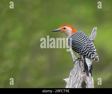 Un mâle alerte à ventre rouge ( Melanerpes carolinus ) avec un plumage reproducteur brillant perché sur une souche d'arbre. Banque D'Images