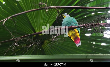 Colombe aux fruits à nuque noire (Ptilinopus melanospilus), oiseau coloré de Sulawesi, Indonésie Banque D'Images