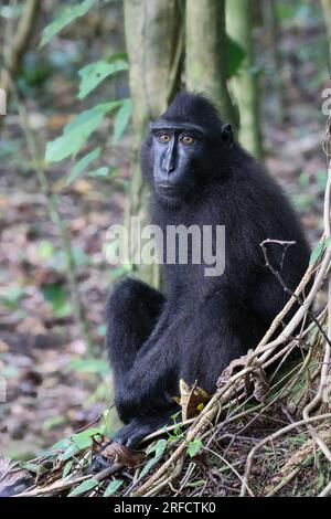 Célèbes macaque à crête (Macaca nigra) vous regardant, Sulawesi, Indonésie Banque D'Images