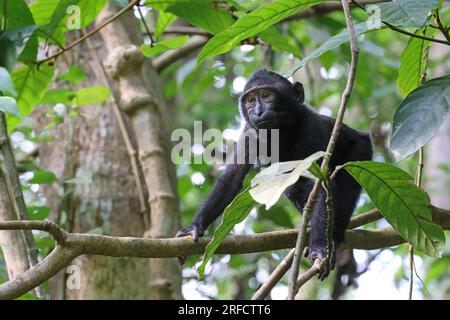 Jeune Célèbes macaque à crête (Macaca nigra), Sulawesi, Indonésie Banque D'Images