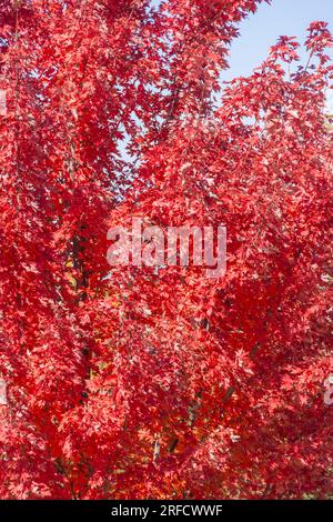 Couleur d'automne dans Maple Tree à Branson, Missouri. Banque D'Images