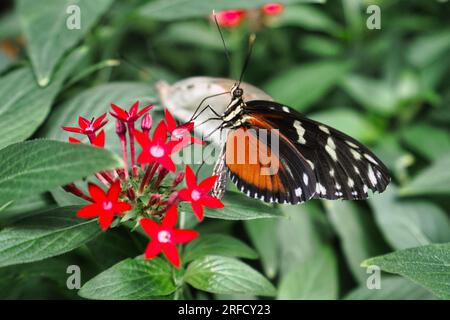 Tigre papillon longwing sur une feuille de plante. Banque D'Images