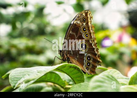 Morpho commun sur une feuille de plante. Banque D'Images
