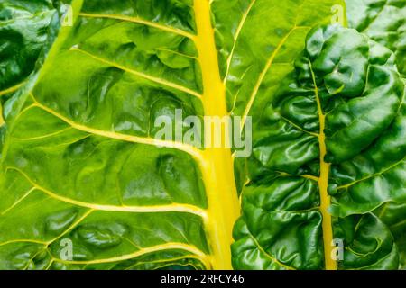 Swiss Chard Yellow Chard Leaf Close-up View, dans le rétro-éclairé soleil d'été croissant dans un potager de cuisine. Verger, (Beta vulgaris, variété cicla) Banque D'Images