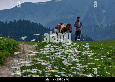 Gulmarg, Inde. 02 août 2023. Un homme avec son cheval attend les touristes à la station de Gulmarg Hill, à environ 55 km de Srinagar, la capitale estivale du Jammu-et-Cachemire. (Photo Saqib Majeed/SOPA Images/Sipa USA) crédit : SIPA USA/Alamy Live News Banque D'Images